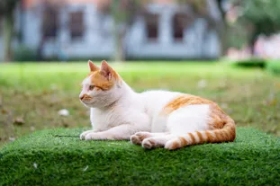 一只趴在草地上的可爱橘猫