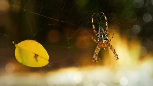 Javascript 中的数字截断(Number Truncation)