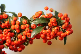 理解 JavaScript 的柯里化