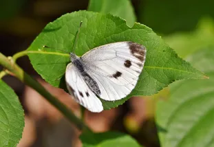 JavaScript 计时器之旅