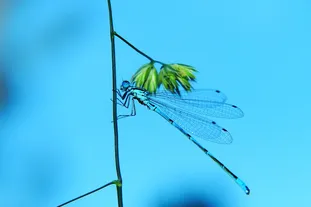 ES 提案：格式正确的 JSON.stringify