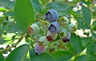 在 JavaScript 中需要知晓的交换两个变量值