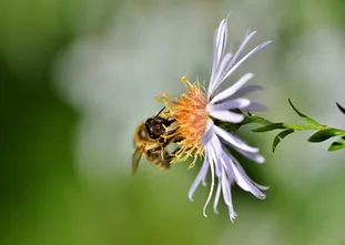 ES 提案：Promise.try()