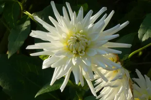 ES 提案：JSON 超集