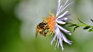 ES 提案:Promise.try()