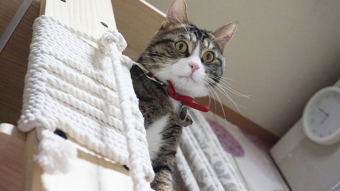 ECMA 大会批准发布 ECMAScript 2022:添加了什么新功能?