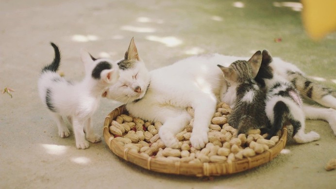 `Object.hasOwn` 检查对象是否包含某一属性参数