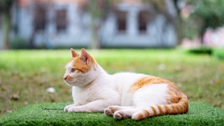 ES 提案:可选链(optional chaining)