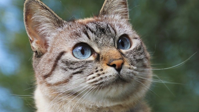 JavaScript Promises: then(f,f) vs then(f).catch(f)