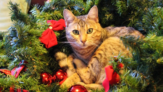 Node.js 模块导入提案 `node:`